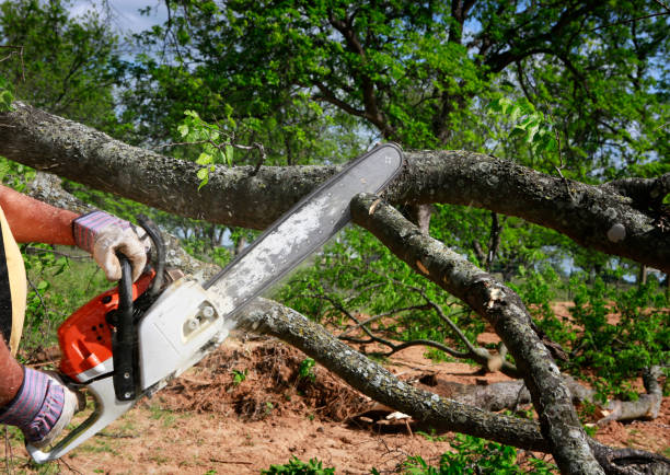 Newport, NC Tree Service Company